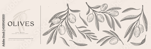 Set of hand-drawn olive branches with fruits and leaves in engraving style. The concept of organic products. Can be used for cosmetics, menu and packaging design. Vintage botanical illustration.