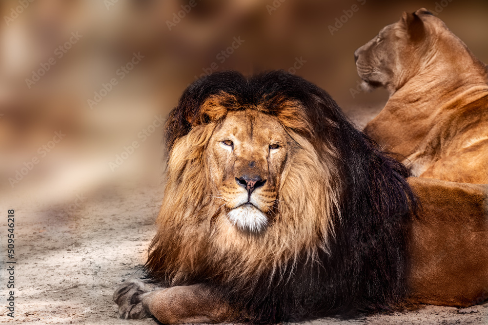 Awesome lion and lionesses couple close-up. Wild animals cats life in warm sunlight and sandy colors