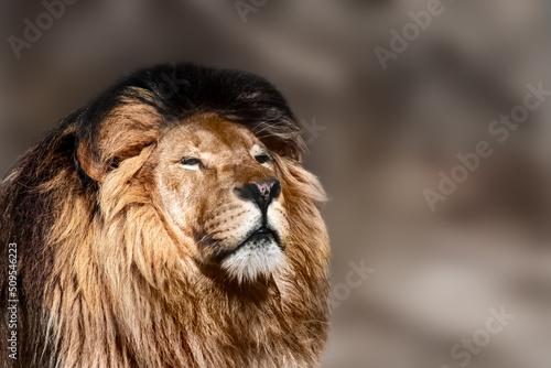 Lion powerful portrait  looking right isolated close-up with blurred background. Wild animals  big carnivore cat