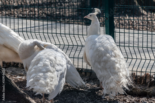 White Peafowl, Indian Blue Peafowls (Pavo cristatus) female peahen family group with leucism, white feathers with blurred aviary cage background photo