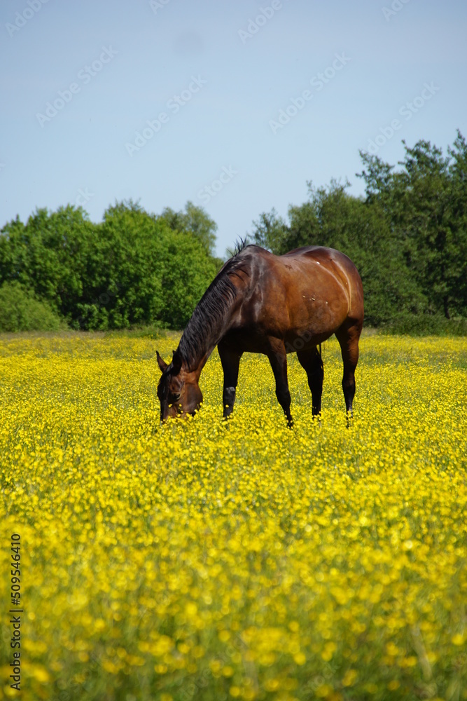 Pferde auf blühender Weide Pferde auf blühender Weide