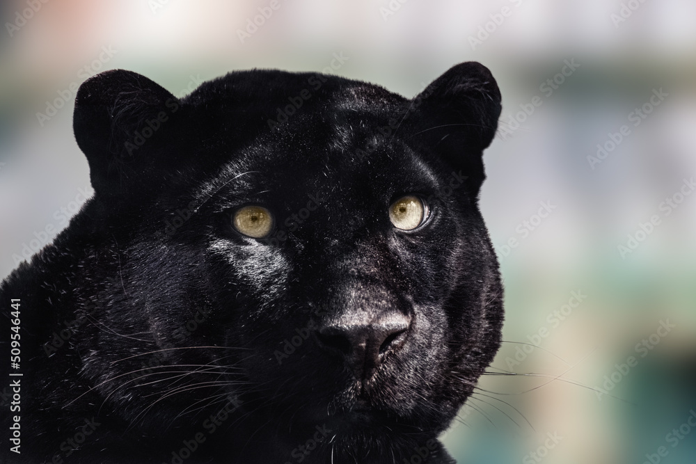 Black panther with nice shiny fur and yellow eyes portrait close-up on light blurred background. Wild cat head with melanistic color variant of leopard (Panthera pardus) posing Black panther with nice shiny fur and yellow eyes portrait close-up on light blurred background. Wild cat head with melanistic color variant of leopard (Panthera pardus) posing
