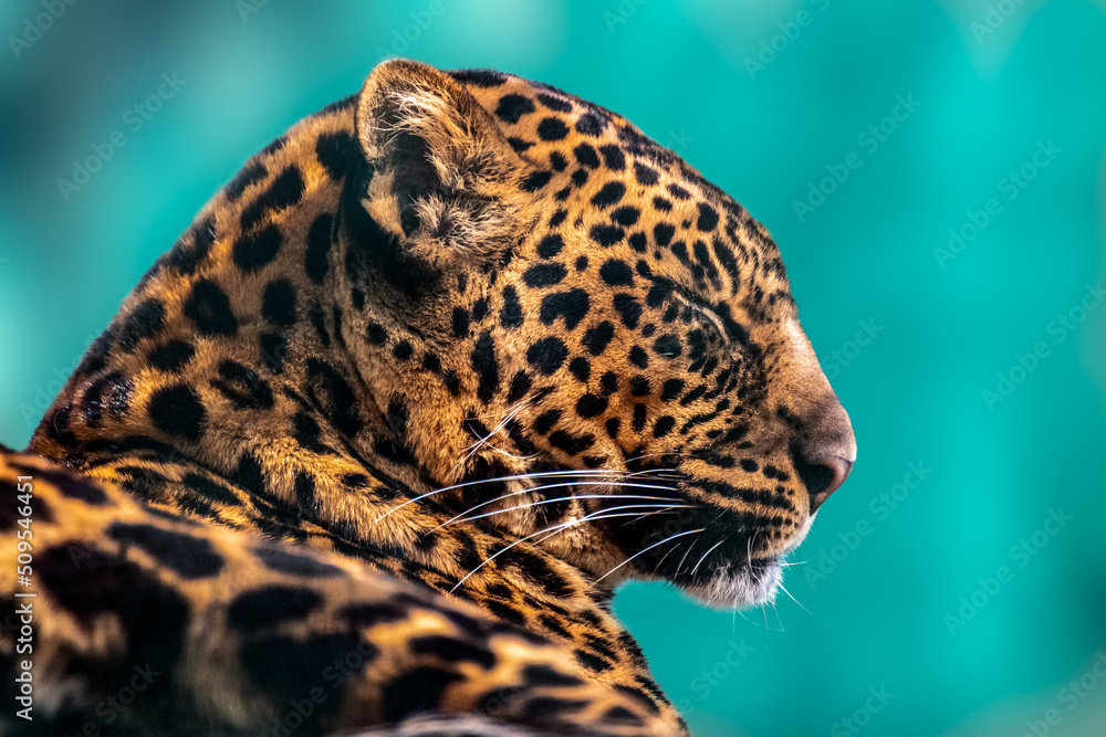 Fototapeta premium Leopard with nice fur peaceful portrait close-up view. Extant species in the genus Panthera. Wild cat head with dotted fur posing. Blurred green background
