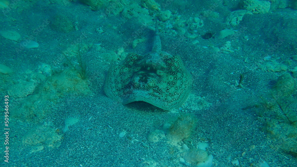 Fototapeta premium Yellow stingray (Urobatis jamaicensis) undersea, Atlantic Ocean, Cuba, Varadero