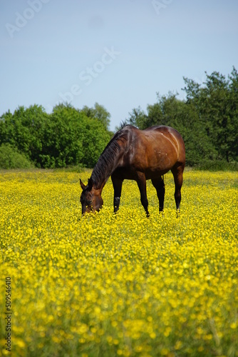 Pferde auf blühender Weide