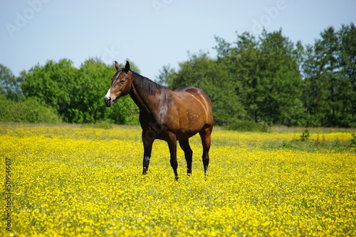Pferde auf blühender Weide © Thomas Weißenfels