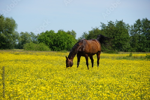 Pferde auf bl  hender Weide
