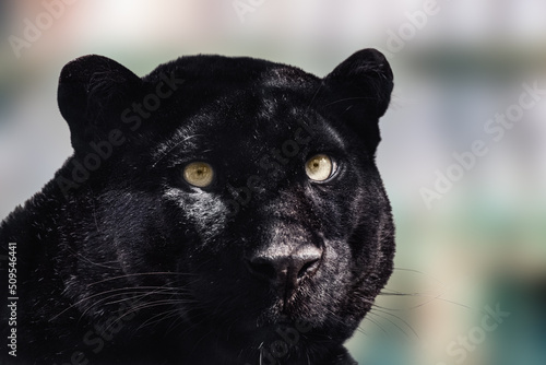 Black panther with nice shiny fur and yellow eyes portrait close-up on light blurred background. Wild cat head with melanistic color variant of leopard (Panthera pardus) posing