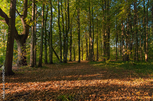 Stripes of light and shadow on fallen leaves on a path in the autumn forest.