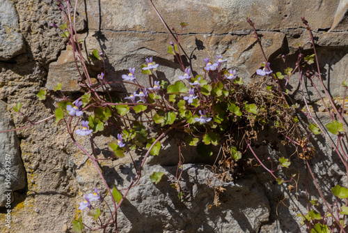 Cymbalaria muralis growing on a natural stone wall, common names are also Coliseum Ivy, Pennywort, Kenilworth Ivy or Zimbelkraut photo