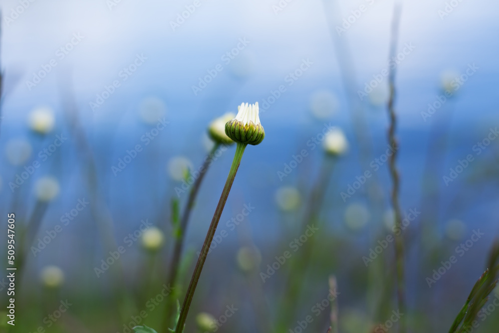 Flower buds on a blue background