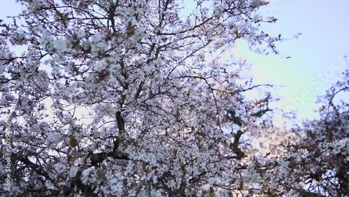 Wallpaper Mural Camera pointed to the sky with cherry blossoms in the foreground Torontodigital.ca