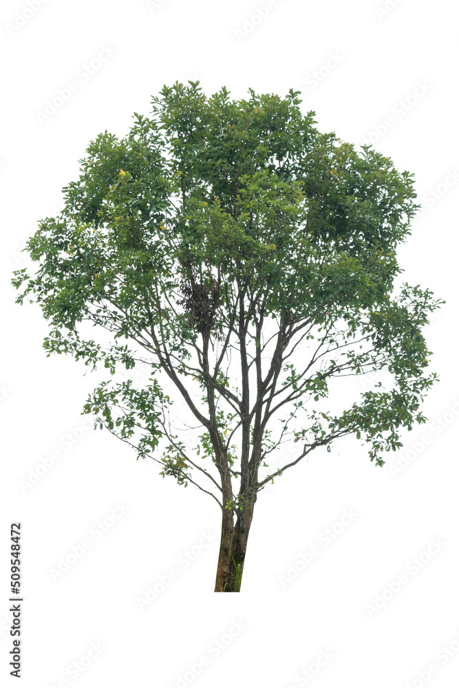 Obraz premium A single alive tree on the white background cutout, plant and nature concept for design