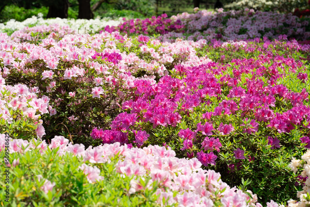色とりどりのつつじの花