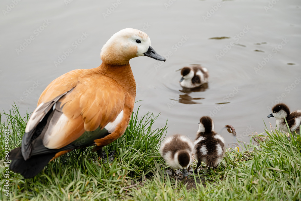 Ruddy shelduck (Tadorna ferruginea duck) with ducklings, close up Ruddy shelduck (Tadorna ferruginea duck) with ducklings, close up