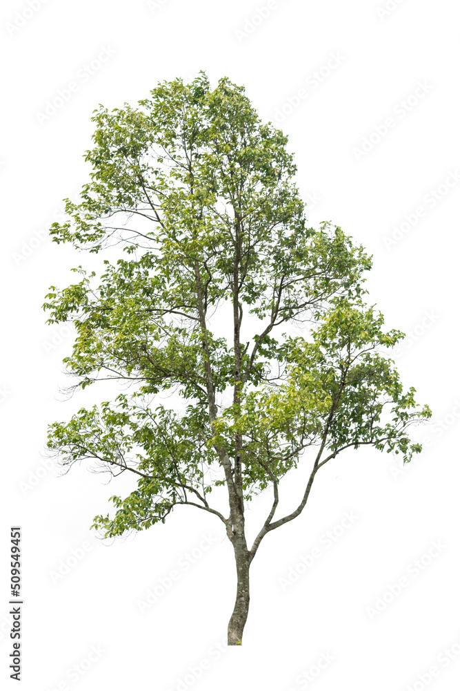 Obraz premium A single alive tree on the white background cutout, plant and nature concept for design