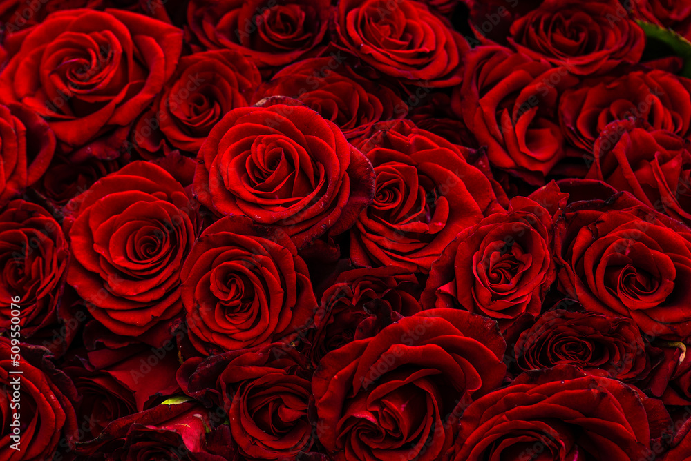 Bouquet of burgundy roses, flower buds as a background. Natural red roses background. Color of the holiday. Gift to a woman. Deep red color. Bouquet of burgundy roses, flower buds as a background. Natural red roses background. Color of the holiday. Gift to a woman. Deep red color.