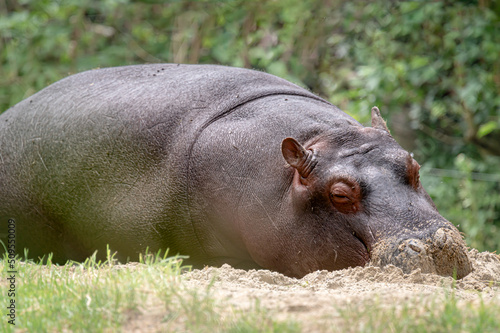 Hippopotamus on ground. Portrait of one sleepy young hippopotamus amphibious. Hippo. Common hippopotamus. River hippopotamus.
