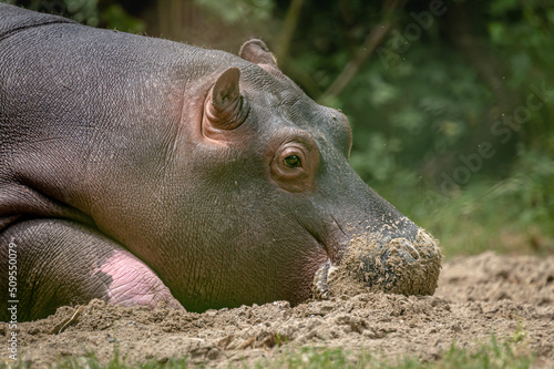 Hippopotamus on ground. Portrait of one sleepy young hippopotamus amphibious. Hippo. Common hippopotamus. River hippopotamus.