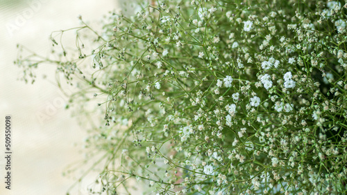 Beautiful gypsophila flowers background, White flowers of gypsophila. blurred and fuzzy plant background . High quality photo