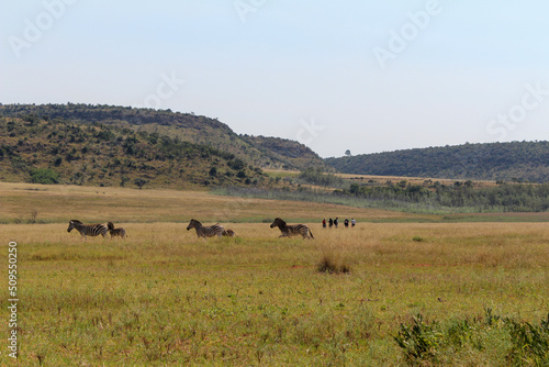 Zebras and people on an African grassland