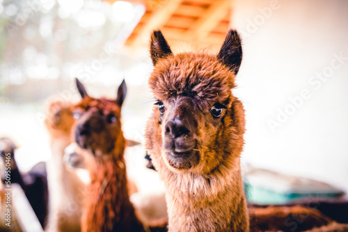 Verdutzt drein schauendes braunes Alpaka mit keckem kurzem Haarschnitt . Llama with funny face and Mohawk hairstyle and black button eyes . photo