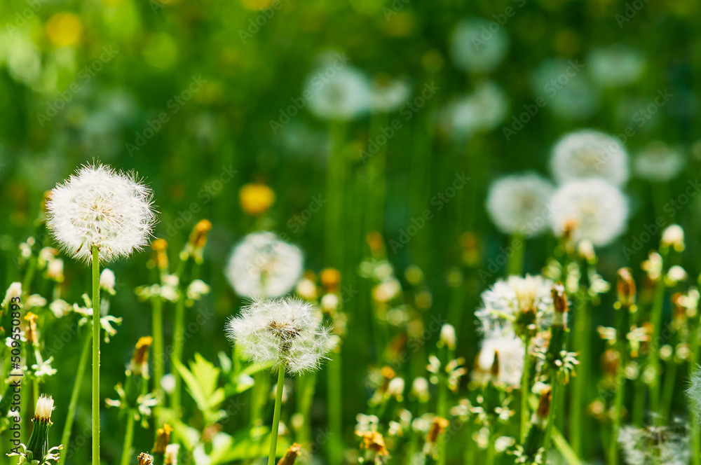 Field of dandelions. Green grass. Foreground. Selective focus.