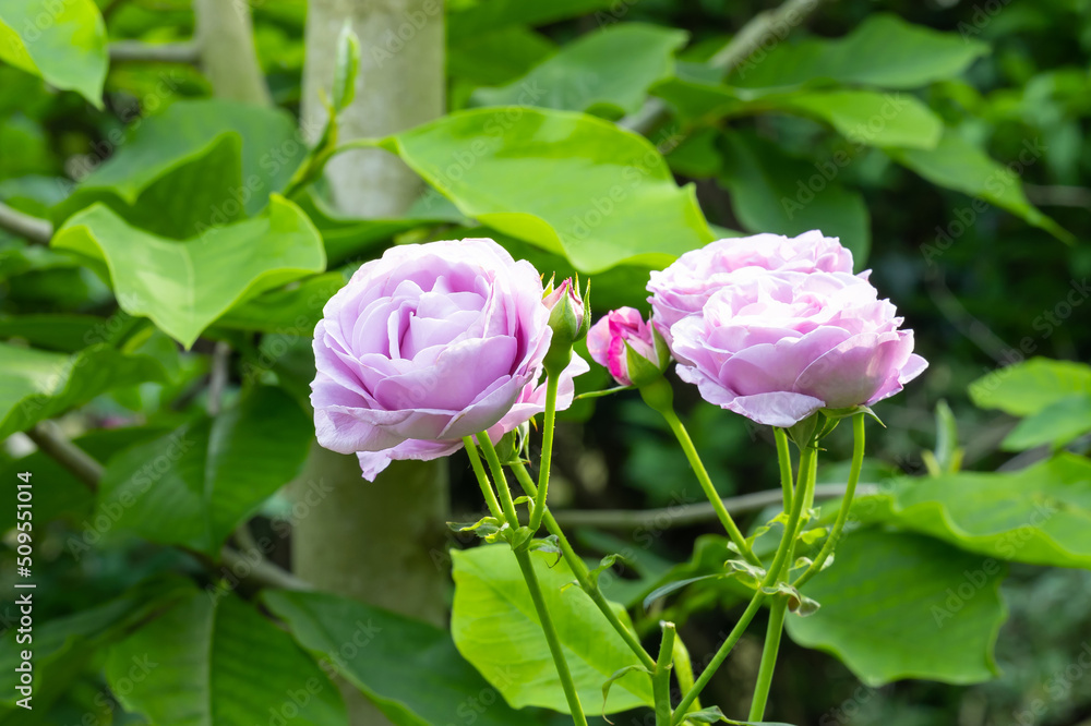 神奈川県横浜市　横浜イングリッシュガーデンのバラ