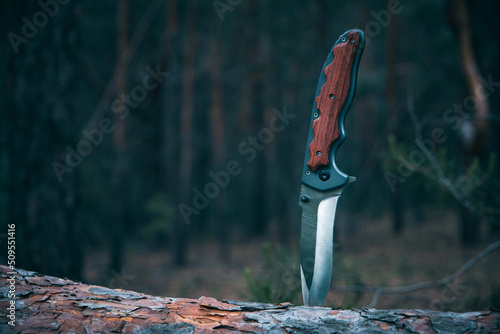 Fototapeta Tactical knife for survival and protection difficult conditions stuck into trunk tree in forest