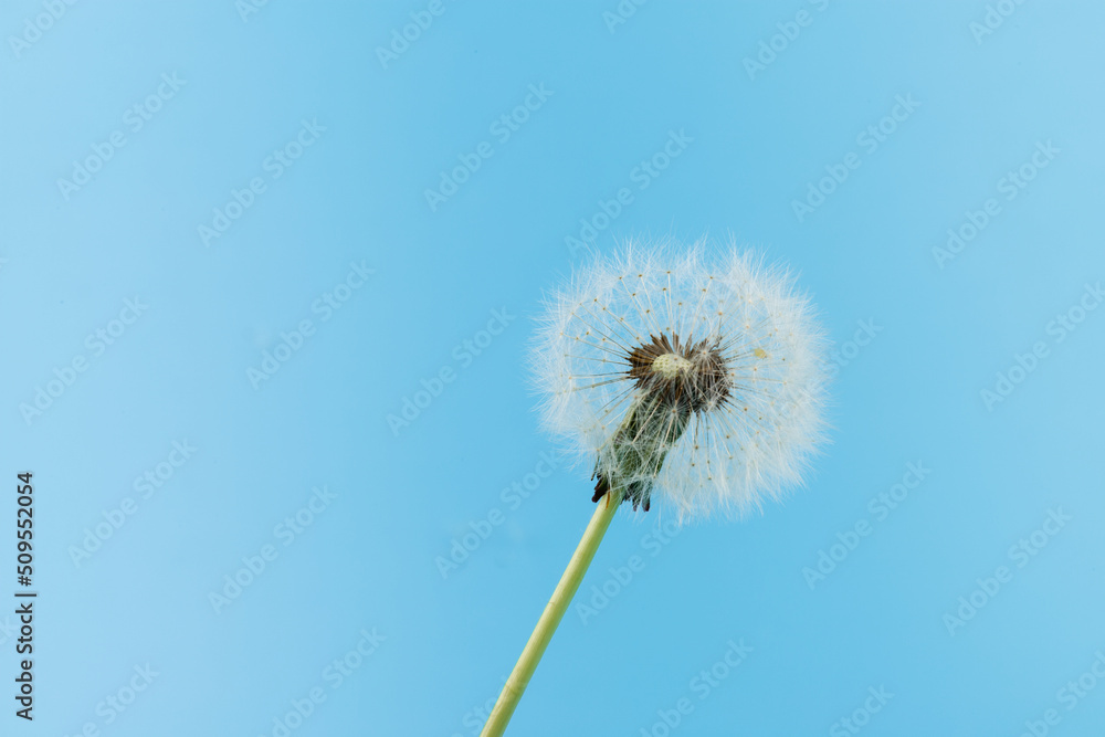 Macro dandelion blowing away, blue sky background. Freedom to Wish. Seed macro closeup. Goodbye Summer. Hope and dreaming concept. Fragility. Springtime. soft focus. Macro nature. abstract background