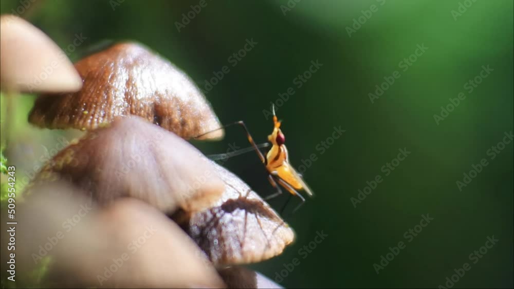 bright yellow insect on the mushroom. macro mushroom video in a humid place. bright yellow insect on the mushroom. macro mushroom video in a humid place.