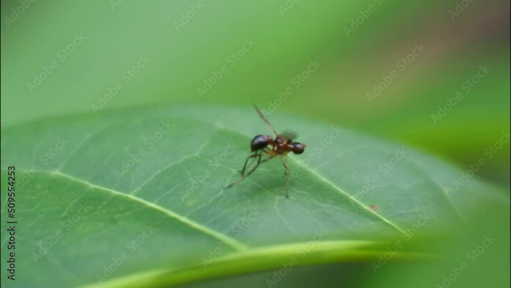 ant crawling on leaves. red insect. fruit fly slow motion ant crawling on leaves. red insect. fruit fly slow motion