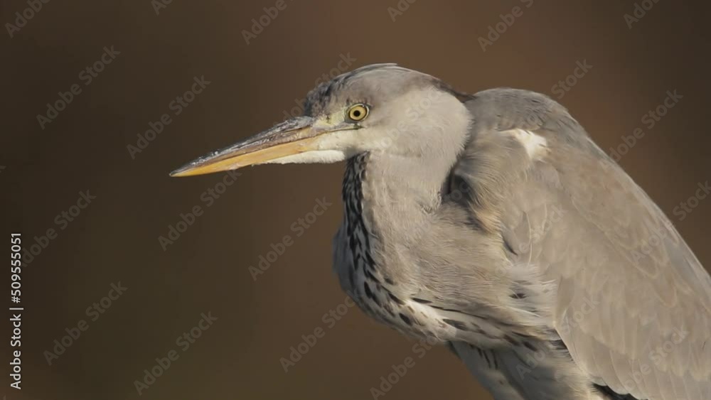 Grey heron Ardea Cinerea waiting in shallow water Grey heron Ardea Cinerea waiting in shallow water