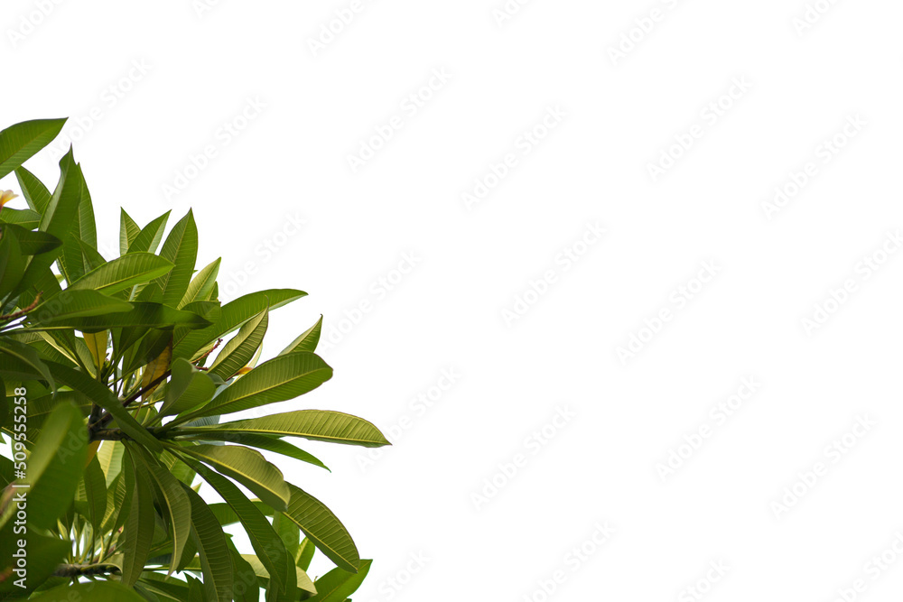 Dark green leaves on a white background. Embed the clipping path