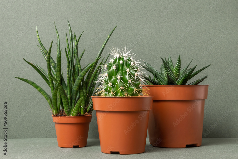 Home plants. Succulents and cactus in brown pots on a green background. Close-up, Front view Home plants. Succulents and cactus in brown pots on a green background. Close-up, Front view