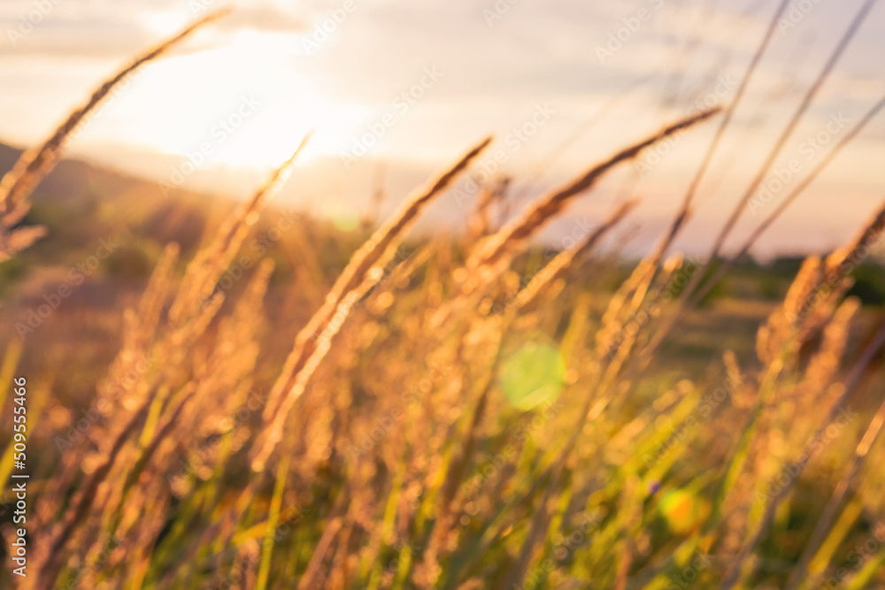 Obraz premium grass spikelets in soft focus in the setting sun close-up