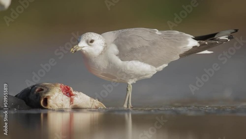 Mew Gull Larus canus eating fish on the edge of a shallow lake shore. photo
