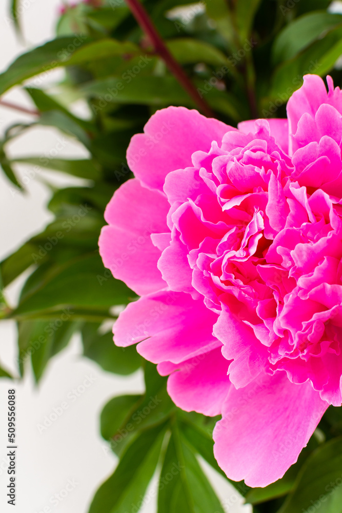 Peonies close up, part of a home interior, house decoration with flowers, cozy summer background Peonies close up, part of a home interior, house decoration with flowers, cozy summer background
