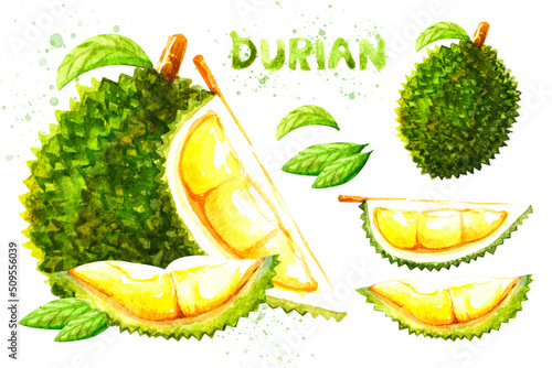 Durian fruit set of tropical with watercolor hand drawn durian fruit illustration, texture isolated on white background.