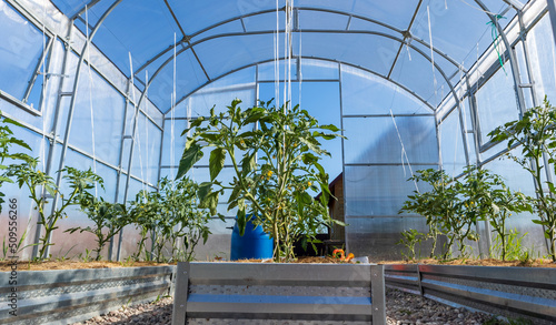 flowering tomato plants in greenhouse. Polycarbonate hothouse in a kitchen-garden photo