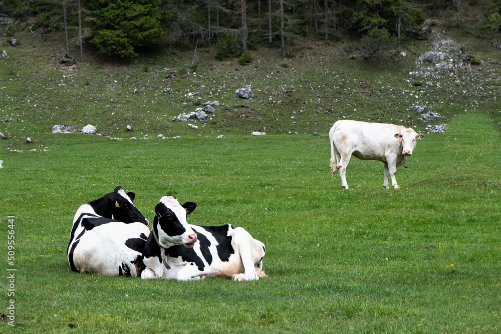 Rinder auf einer Alm - zwei Deutsche Holstein -schwarz bunt liegend im Vordergrund und ein stehendes Rind der Rasse Charolais im Hintergrund