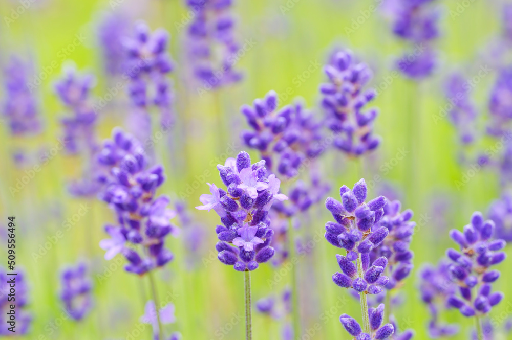 English Lavender English Lavender