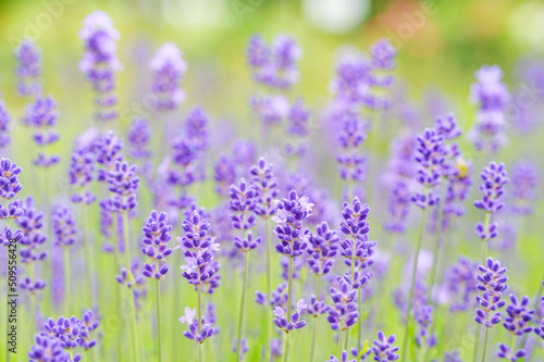 English Lavender