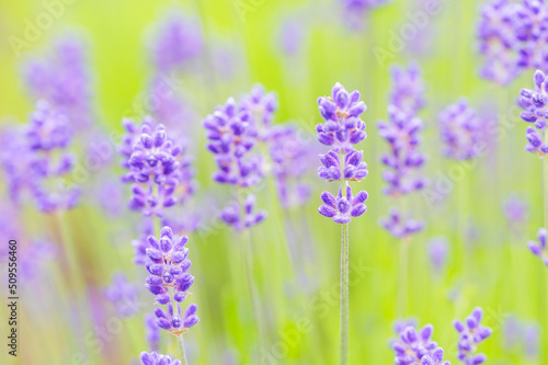 English Lavender