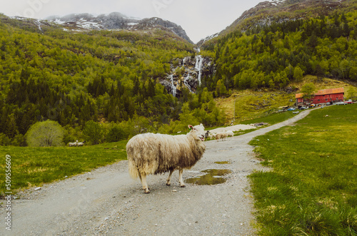 White sheep in the middle of a path with a waterfall behind