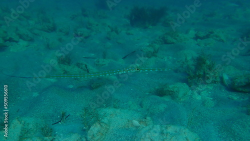 Bluespotted cornetfish or reef cornetfish, smooth cornetfish (Fistularia commersonii) undersea, Atlantic Ocean, Cuba, Varadero