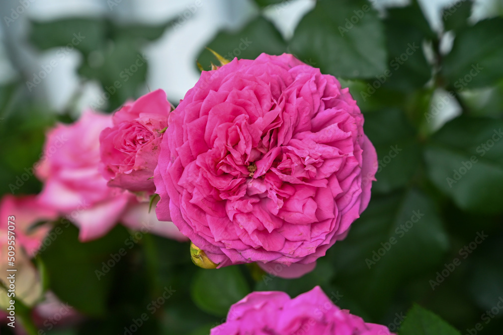 Fototapeta premium Beautiful Pink Flowers Plant in Garden