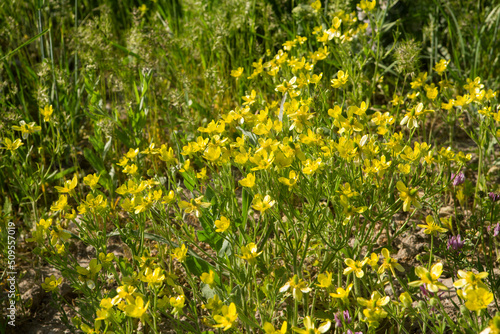 close-up yellow flower on the lawn