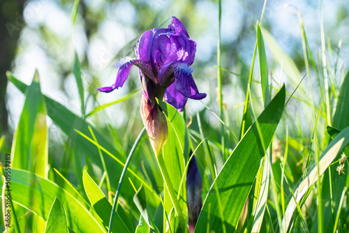  Iris flowers grow among the grass in the spring on a meadow in sunlight. Flowers for design and decoration