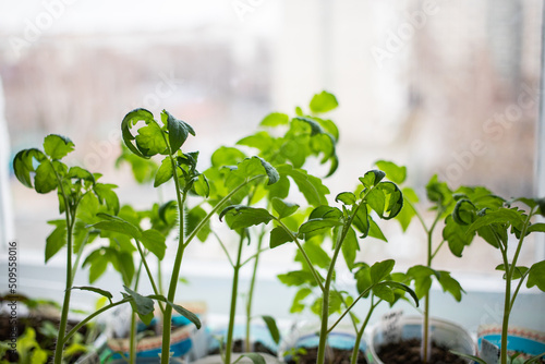 future large tomatoes, a plant for harvesting food for the future for the cold season and winter